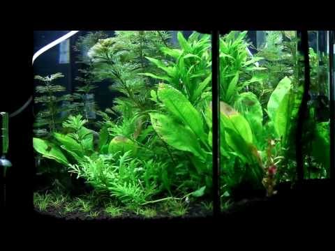 how to fertilize sword ferns