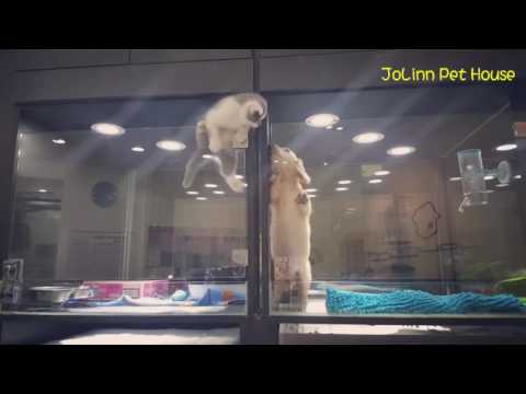 Gatinho escapa da jaula para brincar com cachorrinho