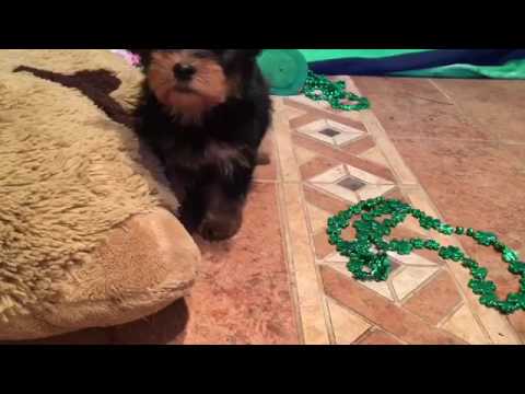Eenie-yorkie male puppy