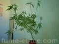 Canabis growing