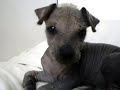 Xoloitzcuintle baby - scuintle