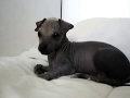 Xoloitzcuintle baby - scuintle
