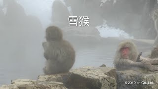 雪猴