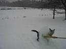 Shorter version Cattle Dog Snap Shorter version Cattle Dog Snap