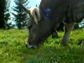 videos de Kuh am Rigi frisst Gras