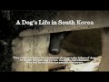 Dog Killing in South Korea