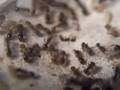 Tetramorium Caespitum