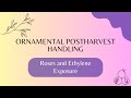 Potted Roses & the effects of ethylene exposure