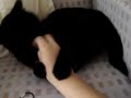 milo (the cat)