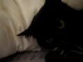 milo (the cat)
