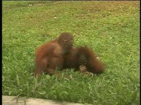 Best of Borneo Orangutan Survival ...