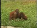 Best of Borneo Orangutan Survival Foundation (BOS)