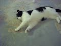 My cat celebrating christmas his own way............ My cat celebrating christmas his own way............