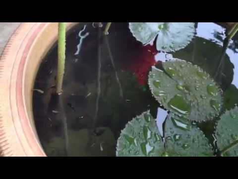 how to harvest mosquito larvae