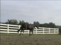 Potential Career - AQHA Stallion