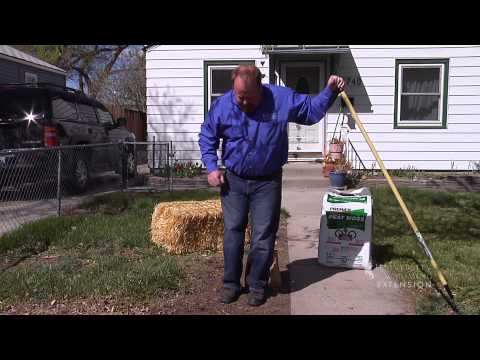 how to plant grass seed lawn