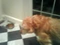 Basil circling then eating.3GP Basil circling then eating.3GP