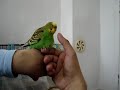 sapik kuslar devam ediyor..