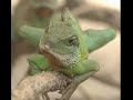 los animales mas feos del mundo