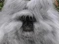 los animales mas feos del mundo