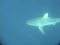 Sharks - Underwater footage