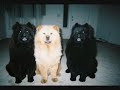 in memory of our chow chows