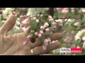 Crabapples