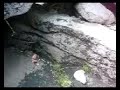 Aran Island Spider