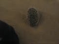 Koosh and Fonzie