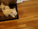 Westies singin\