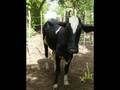 finca yuseca