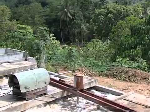 how to harvest rubber