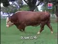 Melhor touro Braford ¼ da Conexão Delta G:Excepcional temperamento e qualidade de carcaça