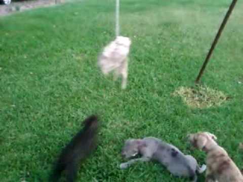 bandog