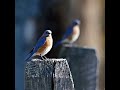 Natalie Cole - I\
