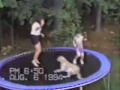 funny cats and dogs
