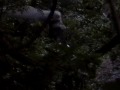 ELEPHANT BEHIND MY ROOM