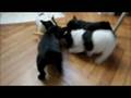 videos de de la ciboulettes puppies