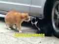 YouTube - Gatos Discutindo Legendado