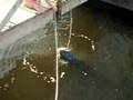 Manatee - Drinking from the hose