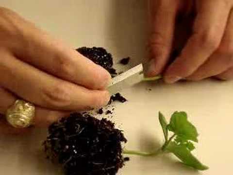 Grafting Video