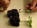 Grafting Video