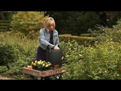 how to replant tulips from a pot
