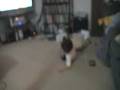 videos de Ethan Goofing off and Dancing too White and Nerdy