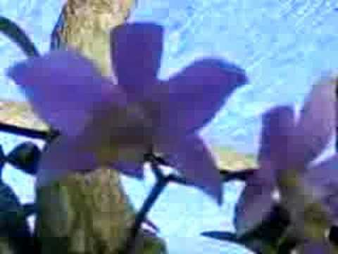orquideas Cattleya Walkeriana (62)85701915 ou (62)94152270