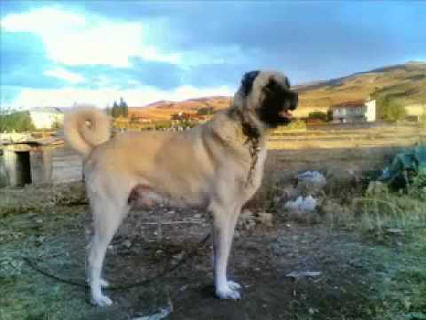 Turkish sheperd dog - KANGAL IS A TURKISH DOG (This is Scientific Source, Read) Kangal dogs, The Akbash Dog, Anatolian Shepherd Country of origin: Turkey Blackhead (Anadolulu Kara...