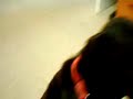 Fergal the Black Labrador Dog