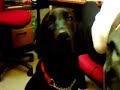 Fergal the Black Labrador Dog