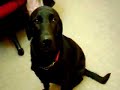 Fergal the Black Labrador Dog