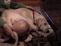 Dog Butt Dog Butt